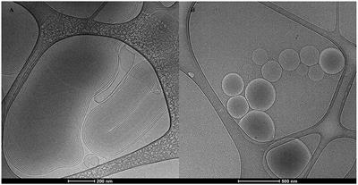 Make It Simple: (SR-A1+TLR7) Macrophage Targeted NANOarchaeosomes